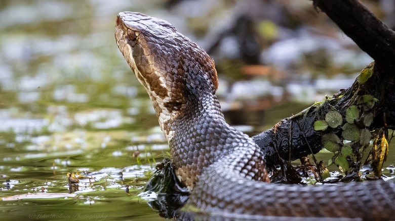 Water moccasin in swamp