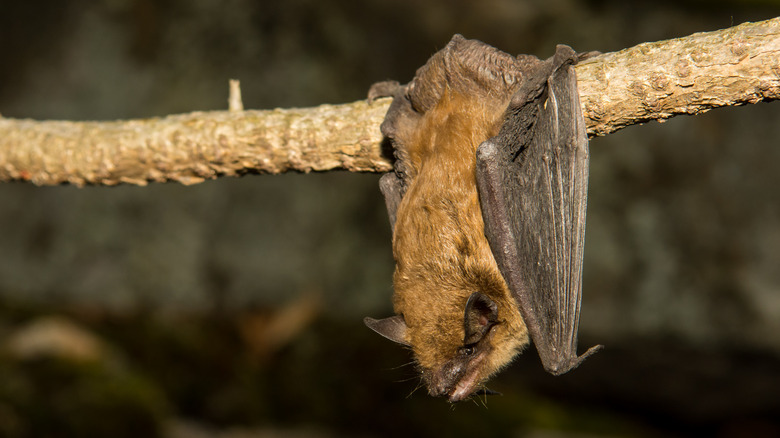 Roosting brown bat