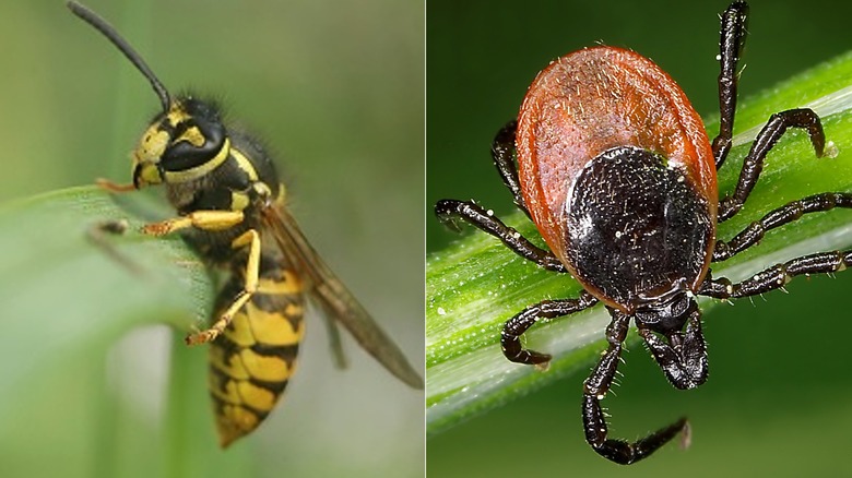 L: yellowjacket; R: tick 