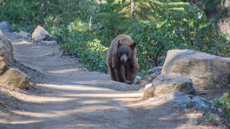 Black bear on a hiking trail at Yosemite 