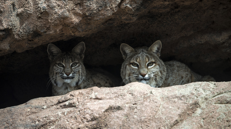 Two bobcats hiding in a cave 