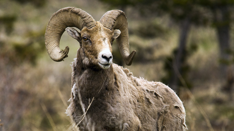 Bighorn ram 