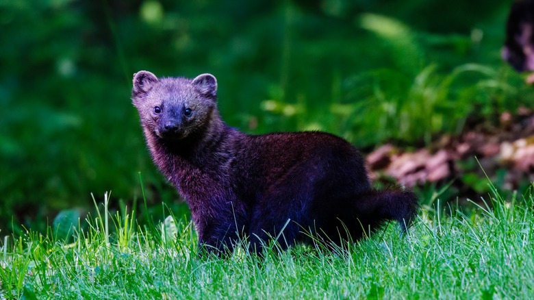 Pacific fisher in a field 