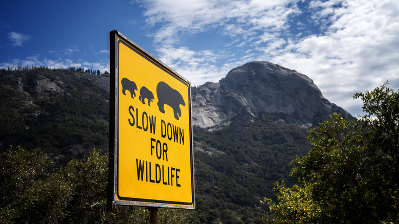 Slow down for wildlife sign at Yosemite