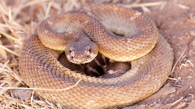 Young northern pacific rattlesnake 