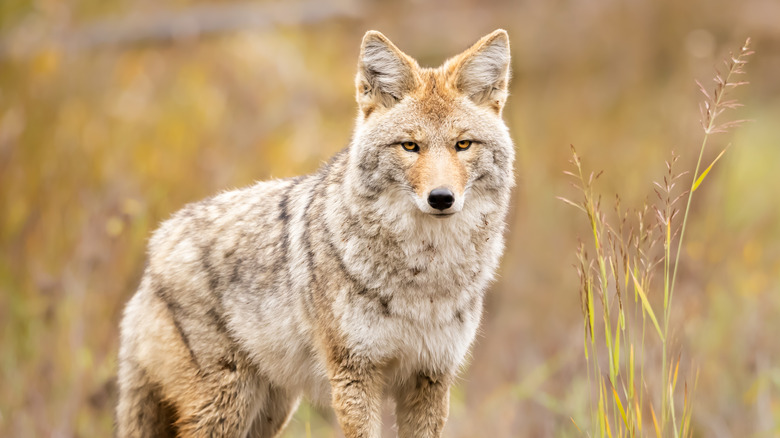 Gray mountain coyote