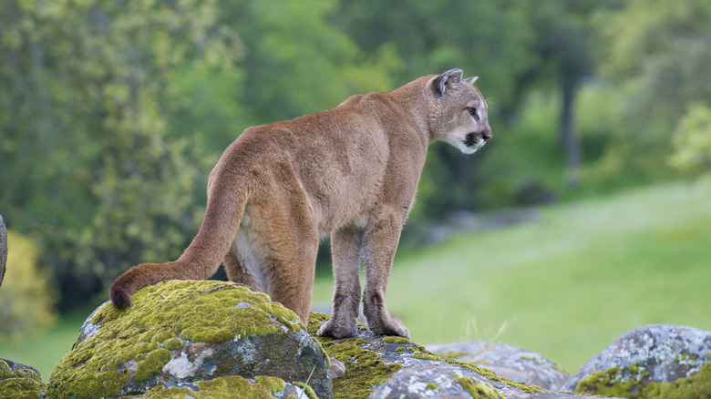 Lareg mountain lion on rock face 