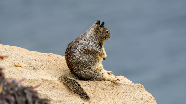 Fat ground squirrel eating food 