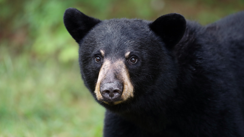 American black bear looking at camera