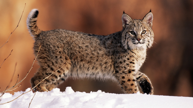 Bobcat walking in snow, looking at camera