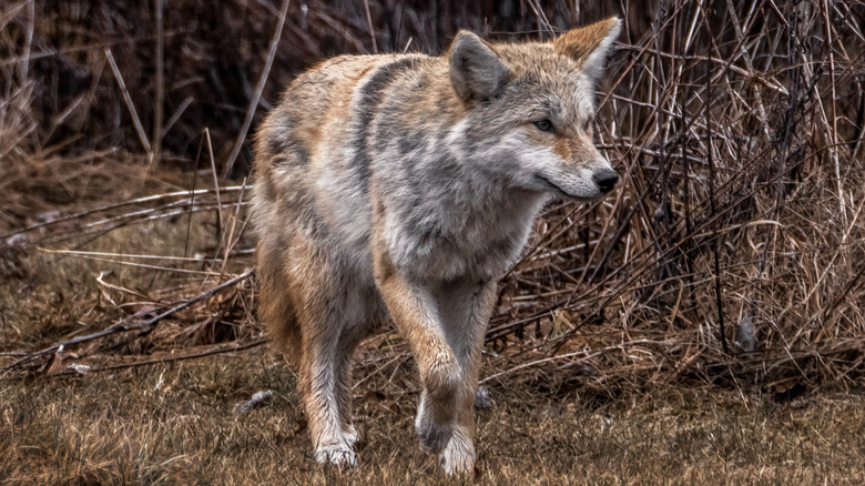 Eastern coyote walking