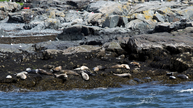 Seals on shore