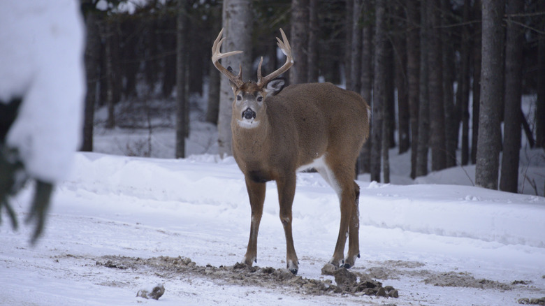 Whitetail deer looking at camera