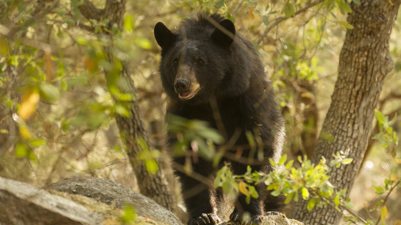 Black bear roaming forest