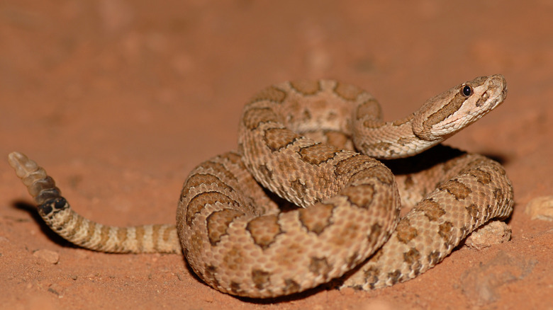 Midget faded rattlesnake curled up on sand