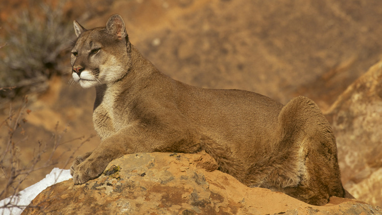 Mountain lion seated on rock