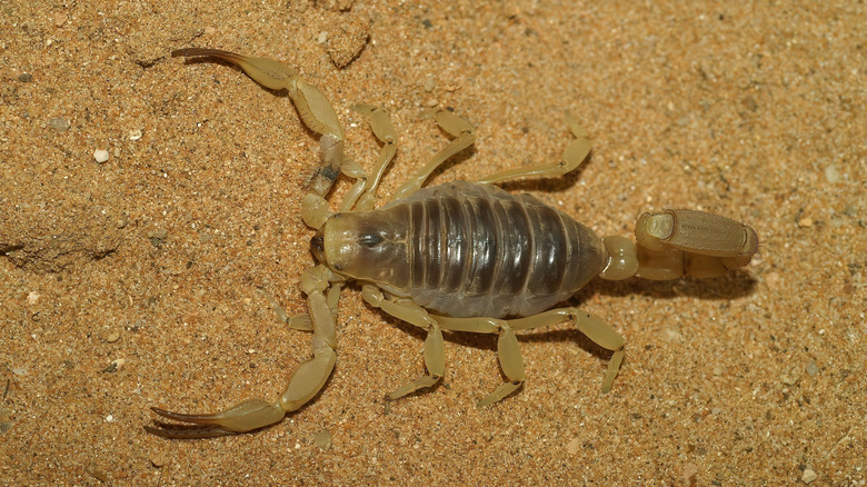 Giant hairy scorpion in sand