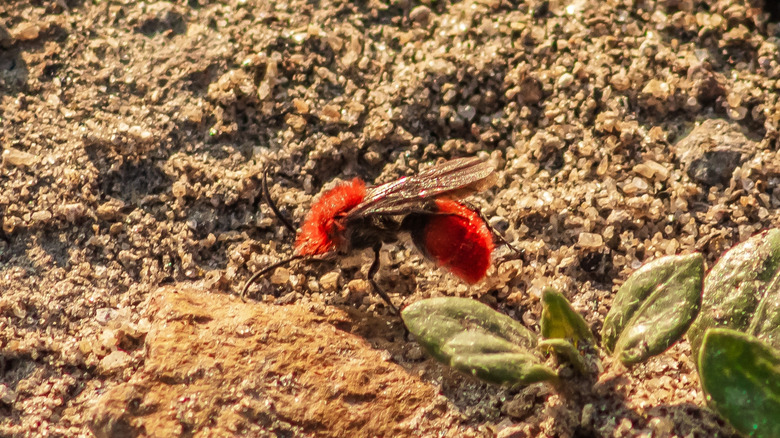 Velvet ant in sand, close up