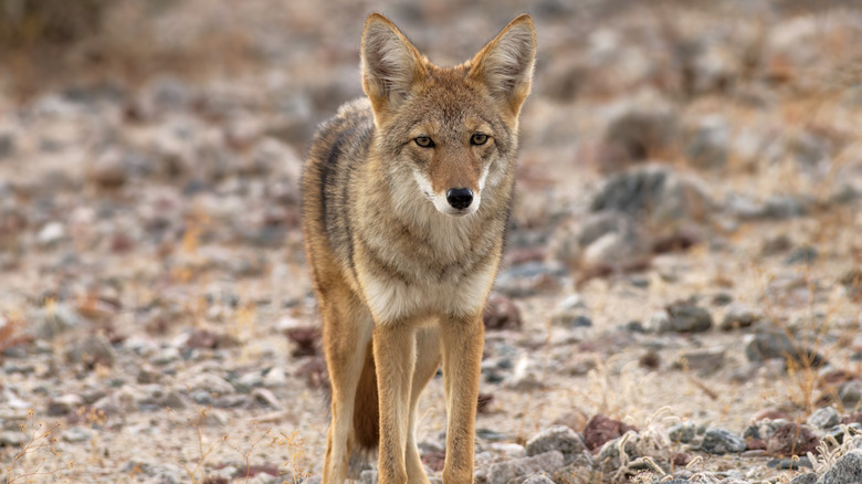 A coyote in death valley national park