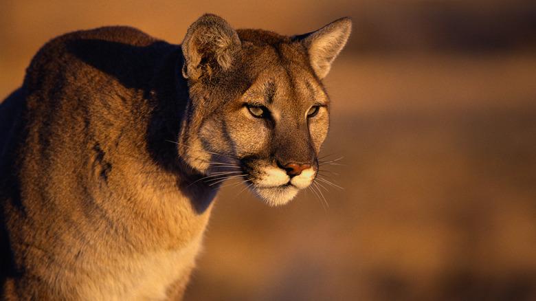 A mountain lion in the sun