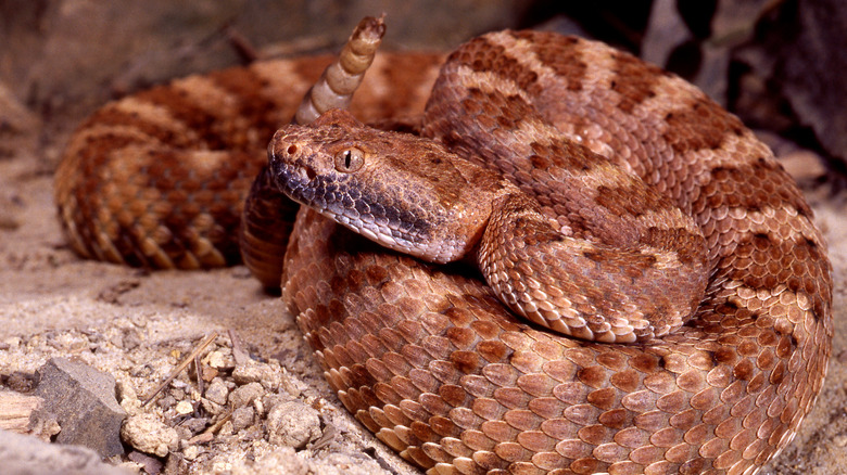 A panamint rattlesnake