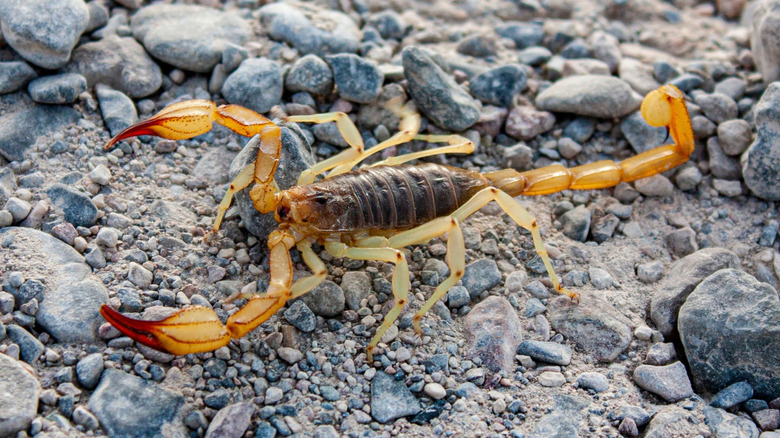 A scorpion in death valley national park