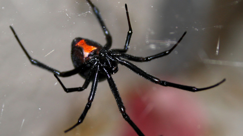 A black widow spider