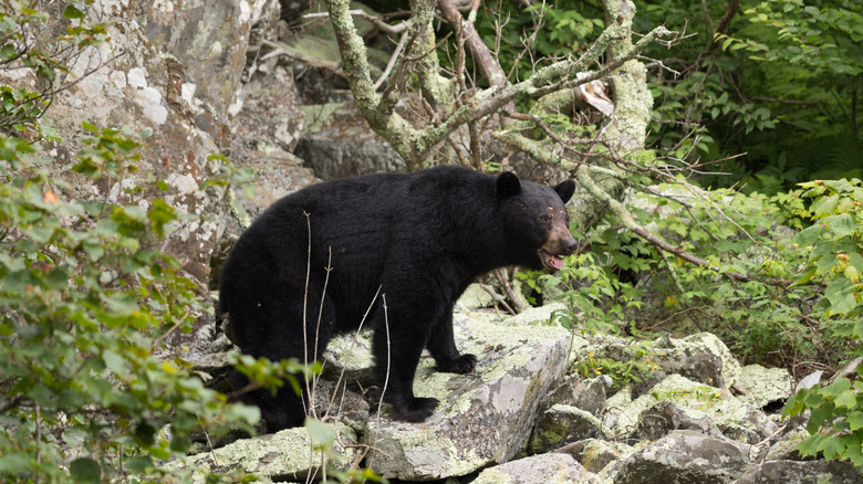 Black bear in Shenandoah National Park