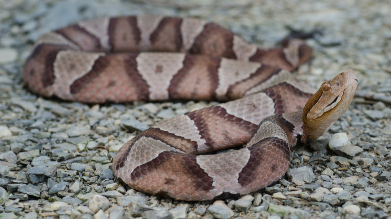 Copperhead snake in Shenandoah National Park