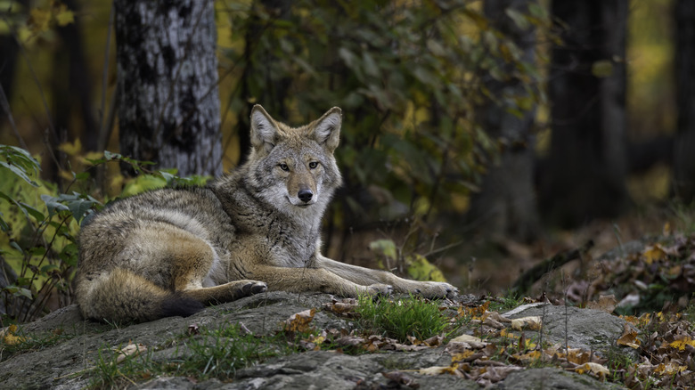 Coyote laying in the woods