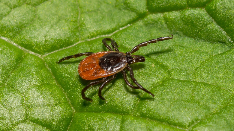 Blacklegged tick on leaf