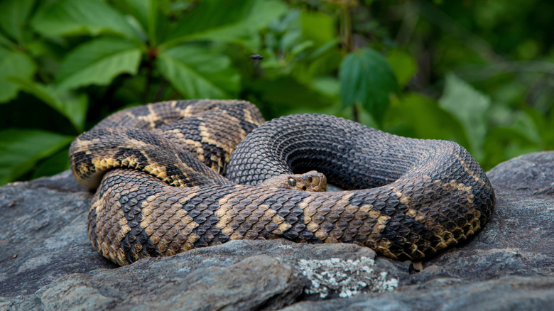 Timber rattlesnake in Shenandoah National Park