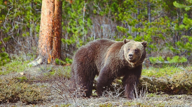 A grizzly bear walking in Jasper National Park.