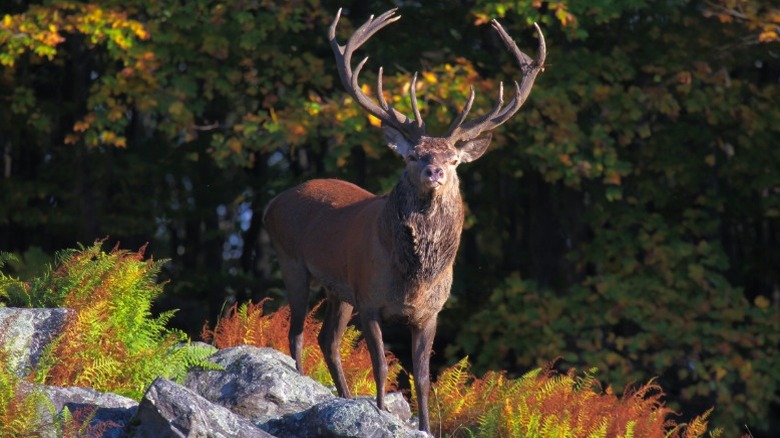 A large male elk in Jasper National Park.