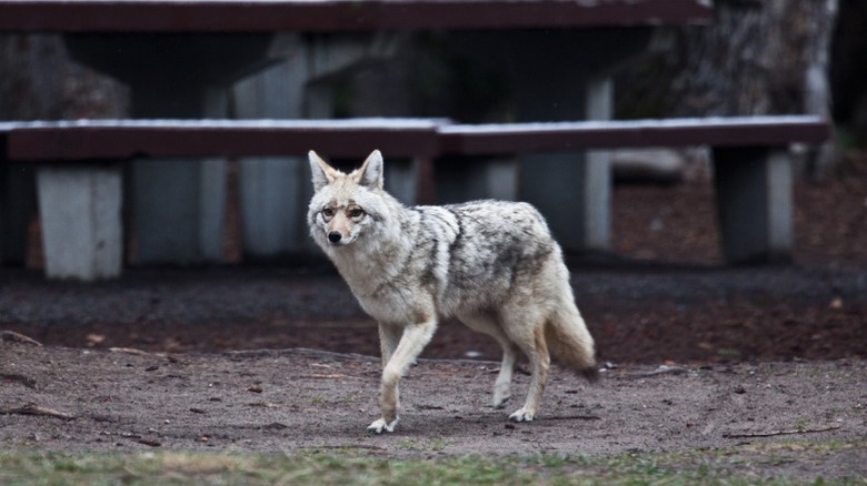 A coyote walking near picnic tables in Jasper National Park.