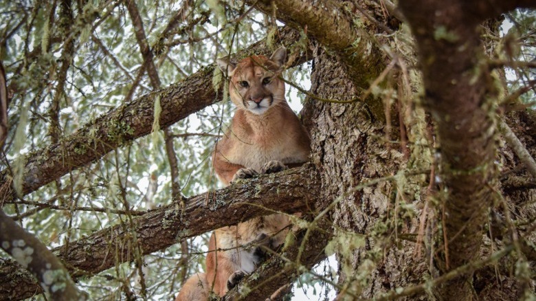 An elusive cougar in a tree in North America.