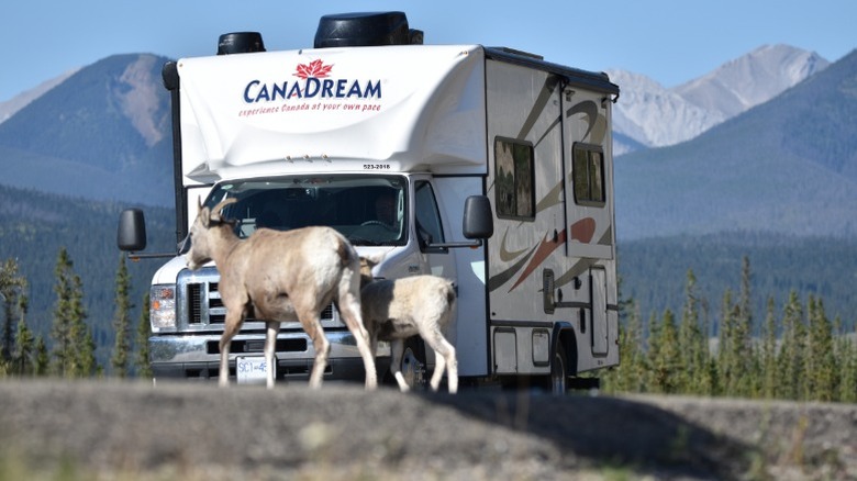 A mountain goat and its baby crossing a road in Jasper National Park.