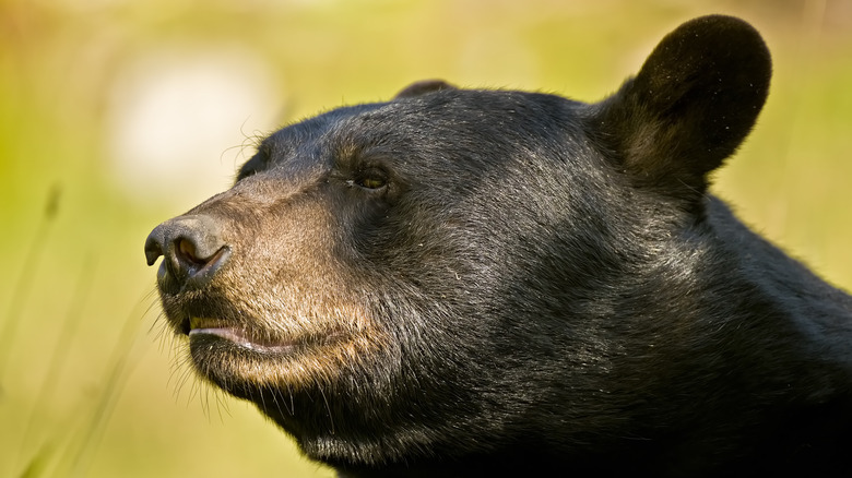 american black bear