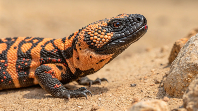 gila monster in the desert