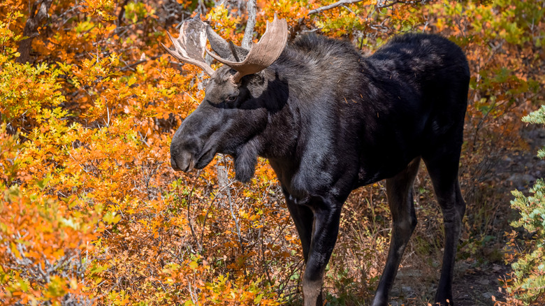 moose in fall foliage