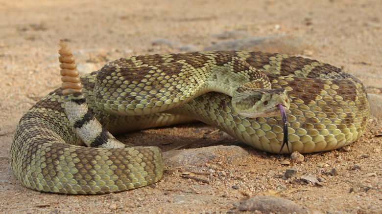 mojave rattlesnake in sand