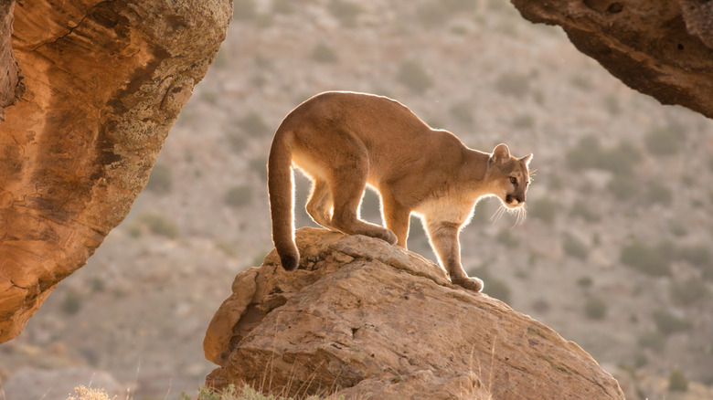 mountain lion on rocks