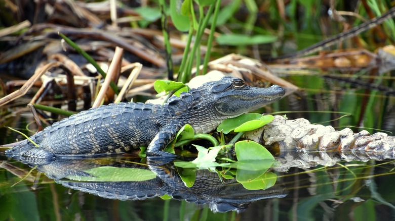 Young alligator in the waters of Alligator Lake