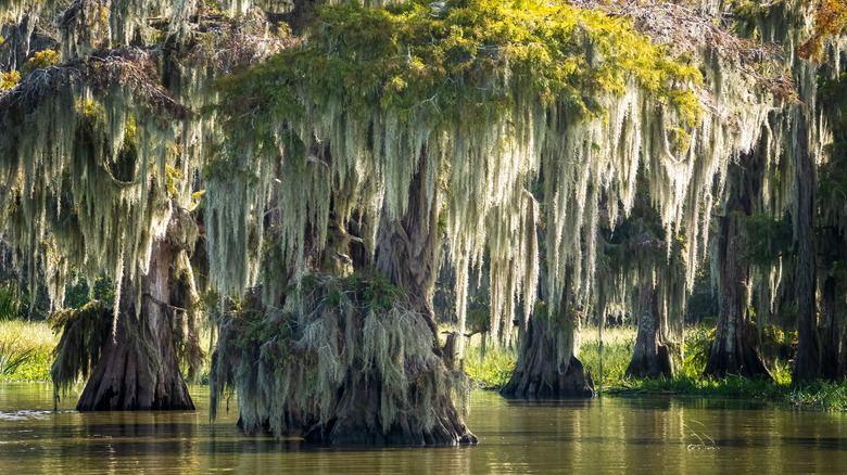 Louisiana cypress swamp