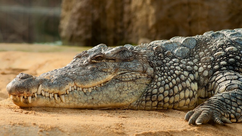 Large resting alligator 