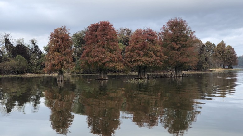 Cypress trees in Lake Eufaula, Alabama