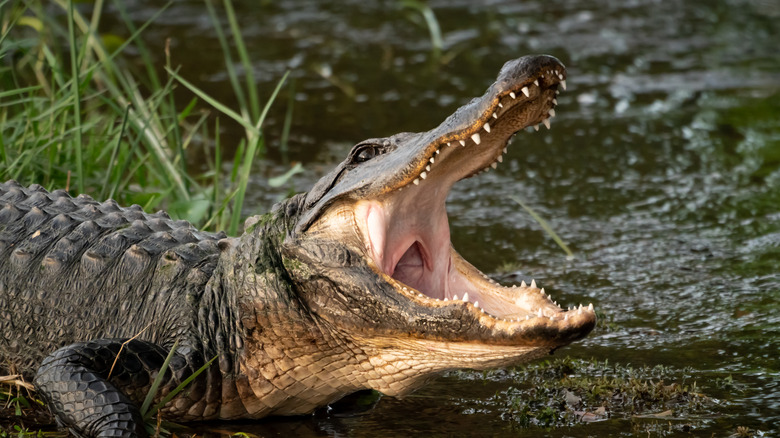 Widemouthed American alligator