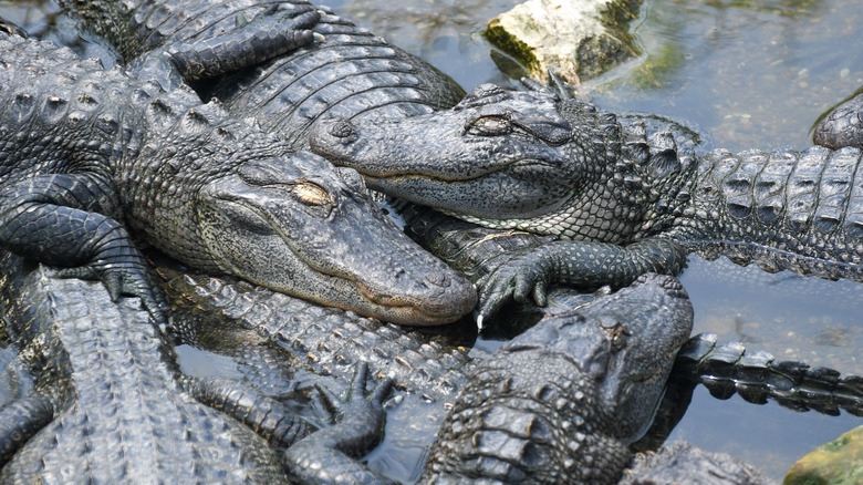 Sunning alligators 