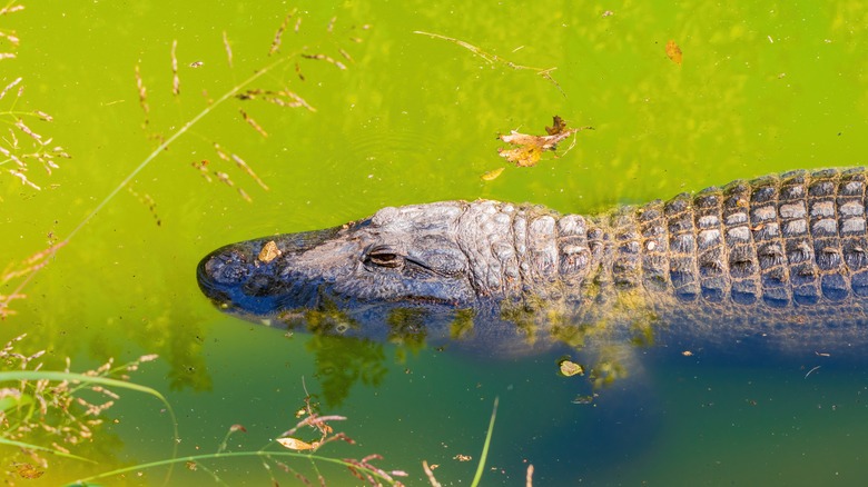 Alligator in Oklahoma waters 