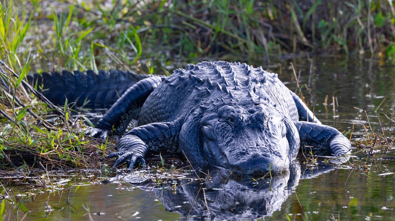 American alligator in the Everglades 